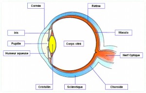 Les défauts de la vision, anatomie de l’œil, Bourgeois Opticien à Muzillac, Questembert, Surzur, Sarzeau, La Roche Bernard, Morbihan